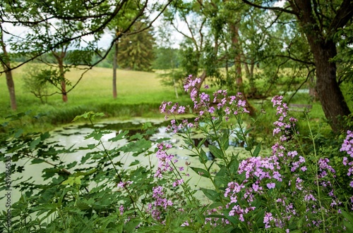Fototapeta Naklejka Na Ścianę i Meble -  flowers in the park