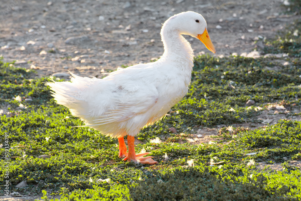 A white goose standing in park on grass at sunrise. Sun hitting from behind. A white goose standing in park on grass at sunrise. Sun hitting from behind.
