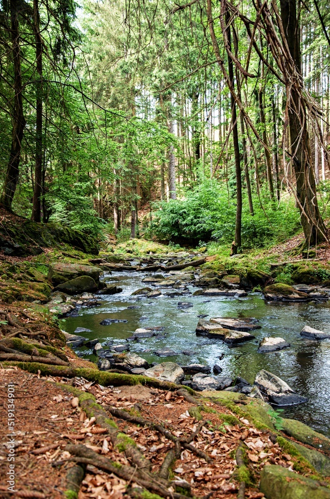 river in the forest