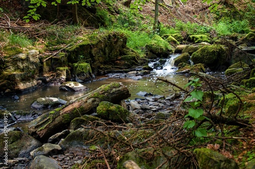 stream in the forest