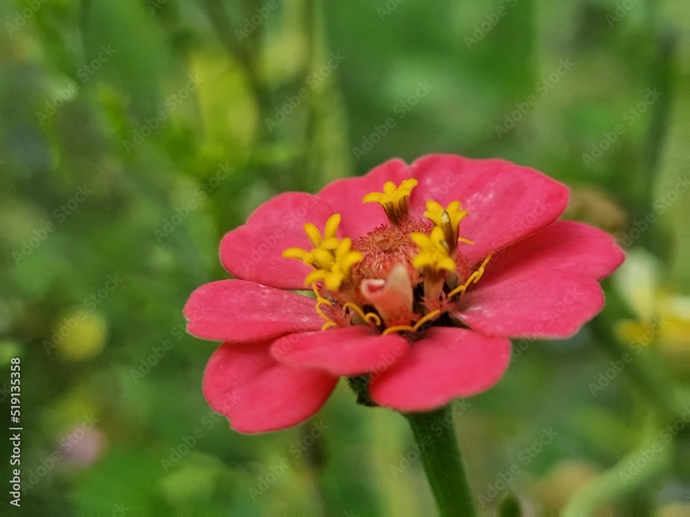 Fototapeta premium flower with yellow stamens