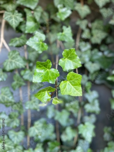 Wallpaper Mural green leaves background Torontodigital.ca