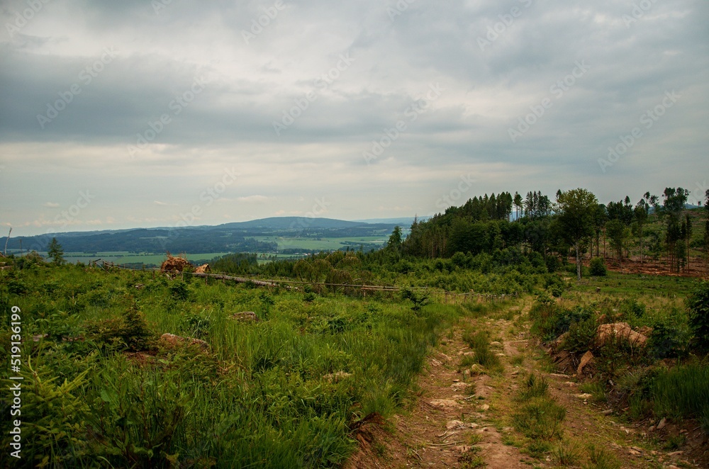 landscape in the forest