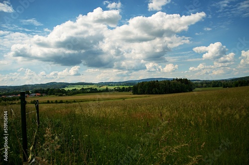 landscape in the summer