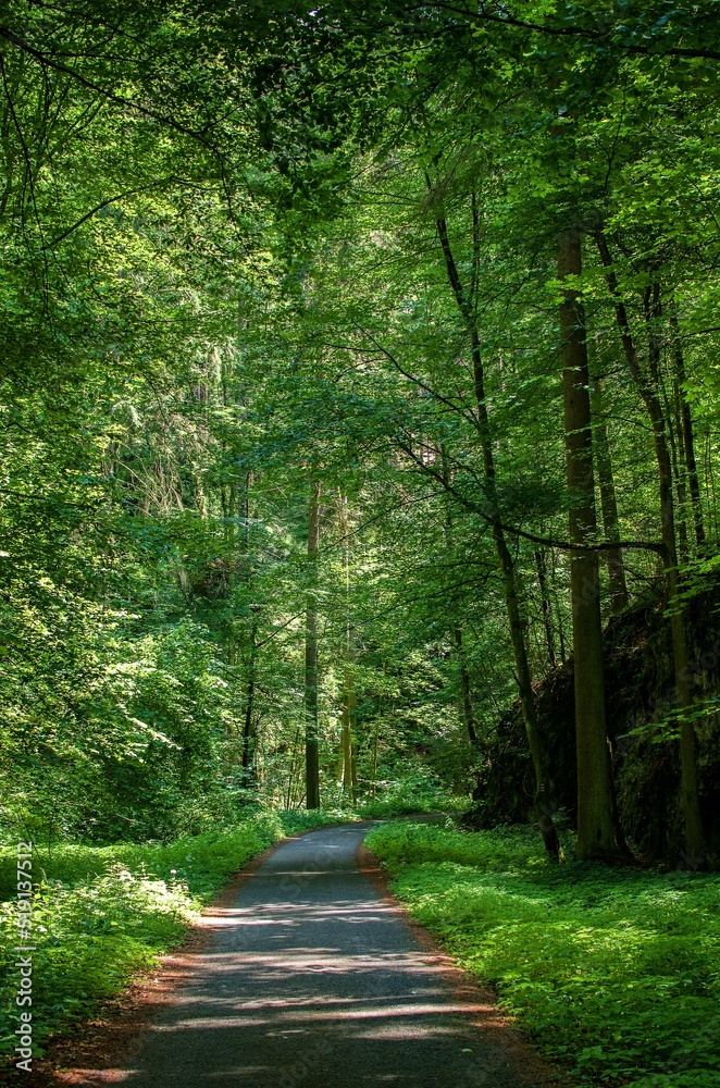 Fototapeta premium path in the forest