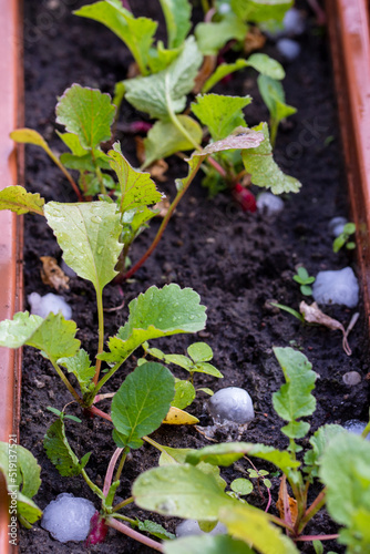 Hail falls on small plants in pots and in the ground during hot summer. Day.