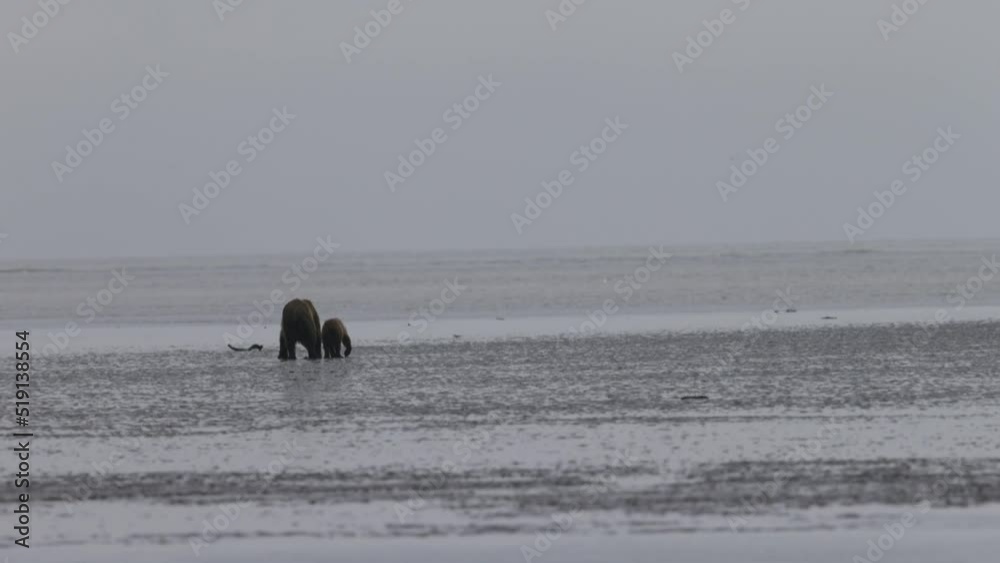 Grizzly brown bears walking on frozen lake in Alaska Grizzly brown bears walking on frozen lake in Alaska