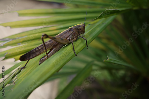 green shield bug © harto