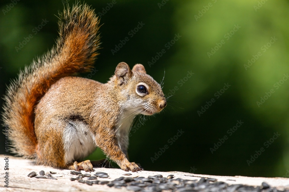 Red squirrel. Green background. Red squirrel. Green background.