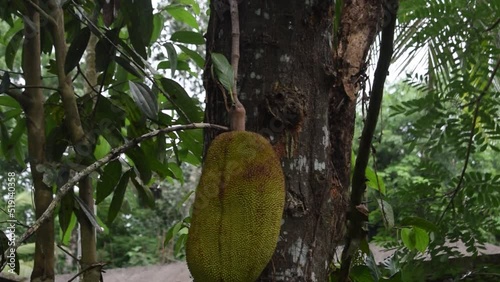 Jackfruit in a jack tree.