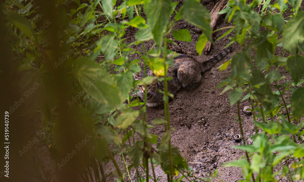 big healthy cat resting in dried out creek