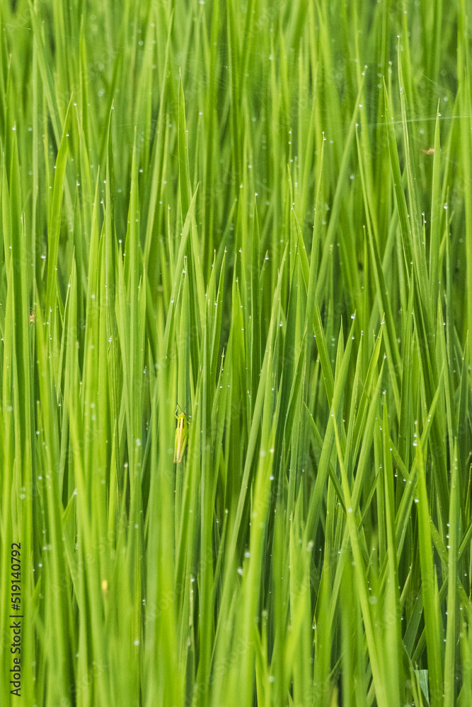 Naklejka premium 稲の葉と保護色で目立たない虫