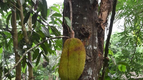 Jackfruit in a jack tree.