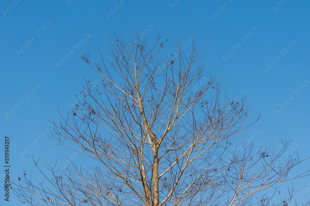 tall dry old leafless tree isolated over bright blue sky in the morning tall dry old leafless tree isolated over bright blue sky in the morning