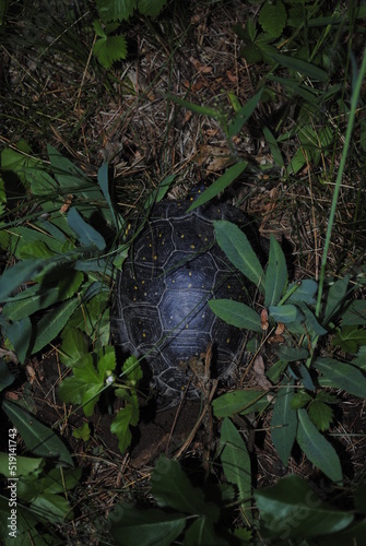 Spotted Turtle (Latin name Clemmys guttata) digging a hole with her back feet to lay her eggs in a swamp in the springtime.