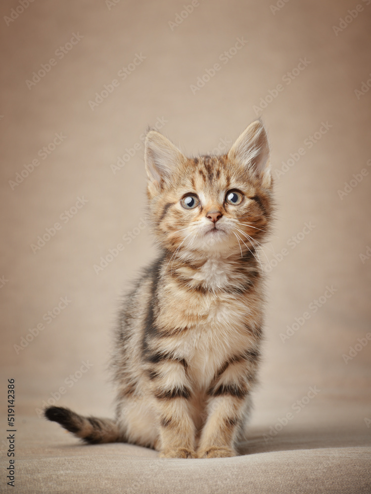Portrait of a cute tabby kitten studio shot
