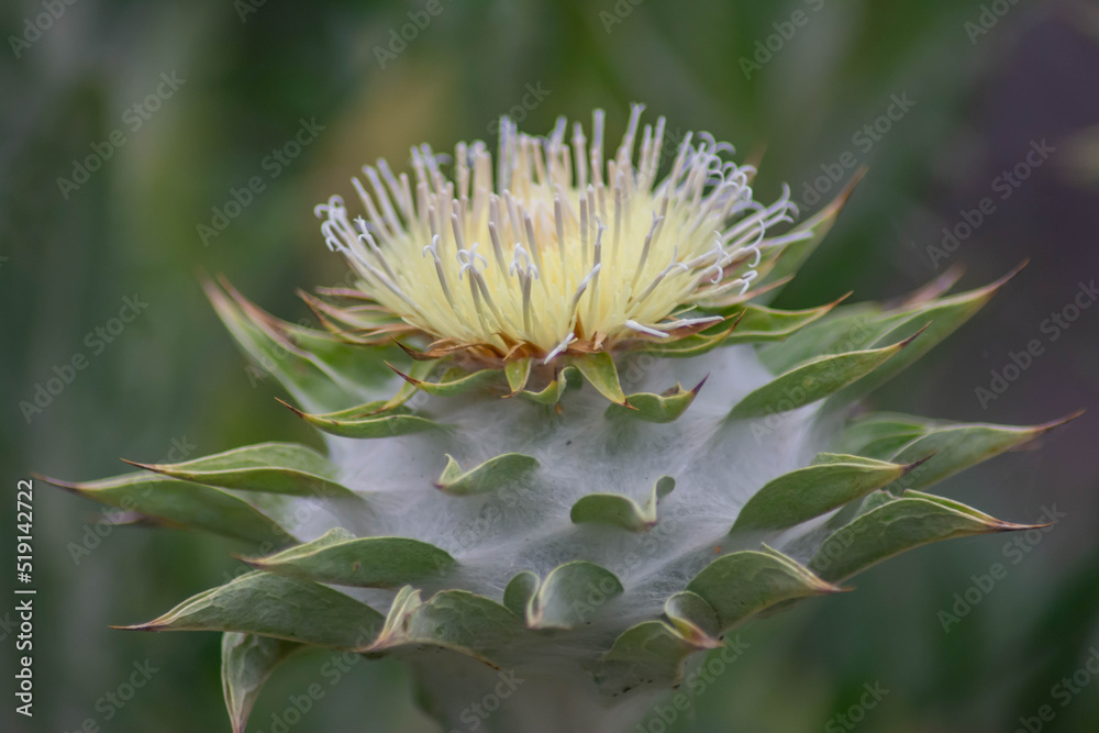 Flowers in the wild. beautiful flowers in the mountains Flowers in the wild. beautiful flowers in the mountains