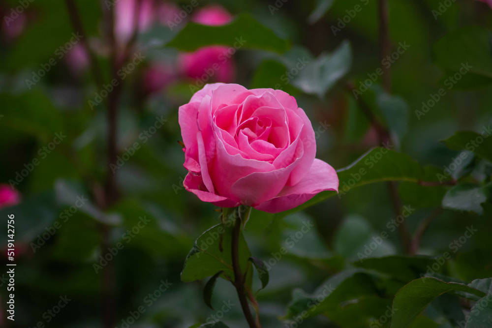 Red Rose. Lonely rose in the garden. Beautiful flower