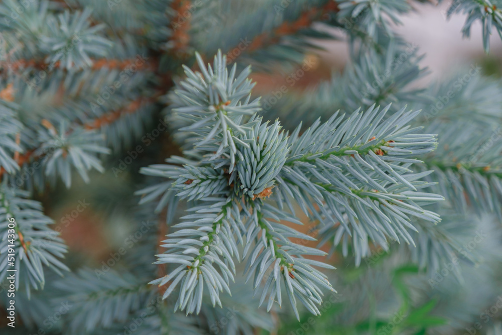 A branch of a blue spruce in close-up. Needles of a coniferous evergreen tree. Blurred background.