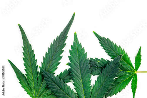 Cannabis marihuana leafs isolated on white background