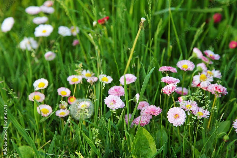 Beautiful little daisy flowers in the green grass a sunny summer day. Beautiful little daisy flowers in the green grass a sunny summer day.