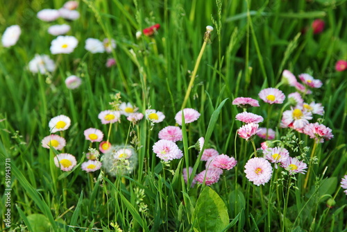 Beautiful little daisy flowers in the green grass a sunny summer day.