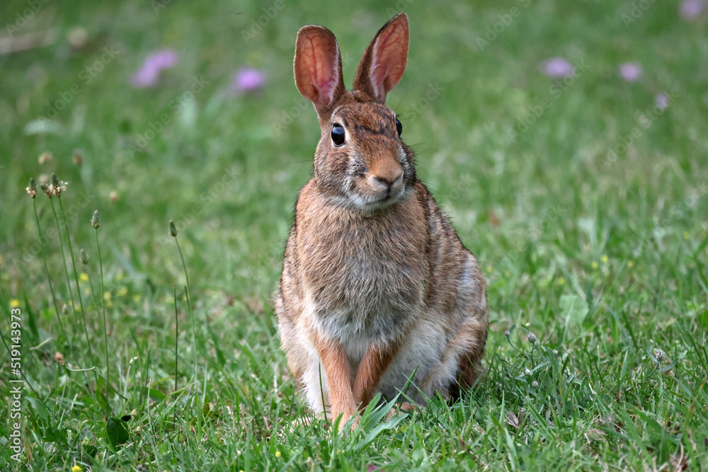 Fototapeta premium Wild Rabbit grazing on lawn, watchfully