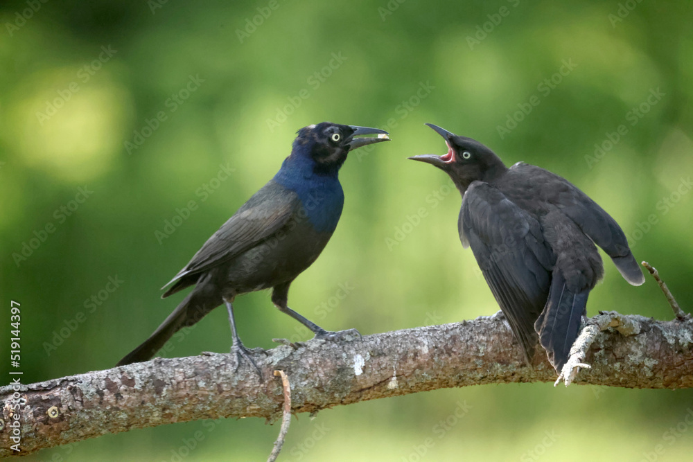 Obraz premium Grackles feeding chicks