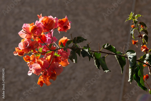 Canvastavla Bougainvillea spectabilis, also known as greater bougainvillea, is an evergreen plant in the Nyctaginaceae family