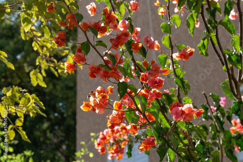  Bougainvillea spectabilis  also known as greater bougainvillea  is an evergreen plant in the Nyctaginaceae family. Blooming twig of Bougainvillea in backlit sunset. Israel.