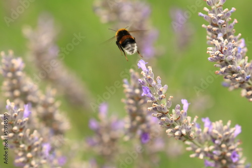 Bumblebee on lavender flower, natural pollination