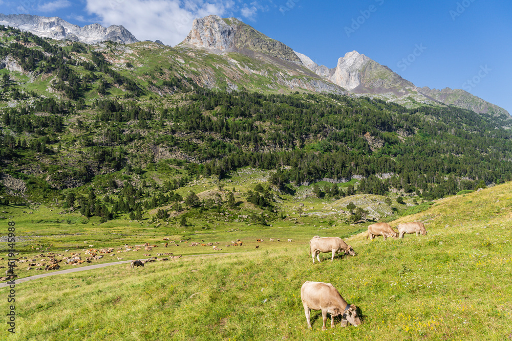 herd of cows in Plan d´Estan, Benasque Valley, Huesca, Pyrenean mountain range, Spain