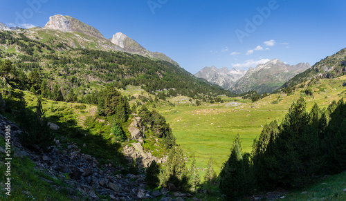 herd of cows in Plan d  Estan  Benasque Valley  Huesca  Pyrenean mountain range  Spain
