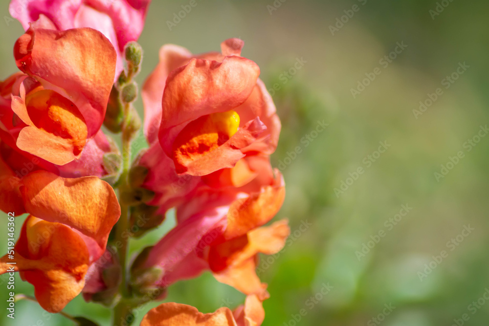 Flowers in the wild. beautiful flowers in the mountains Flowers in the wild. beautiful flowers in the mountains