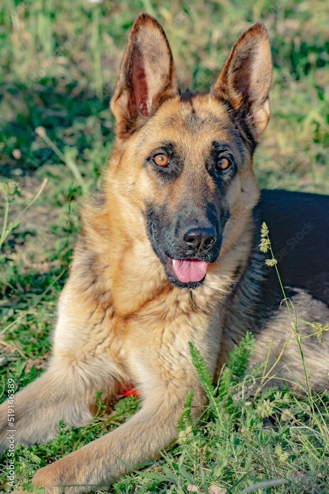 German Shepherd. Portrait of a German Shepherd. Pretty dog