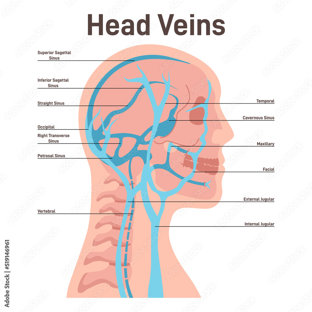 Head veins. Circulatory system, the main veins and arteries of the head, Stock Vector Adobe Stock