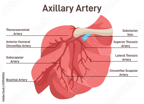 Axillary artery. The main veins and arteries of the shoulder, blood vessels photo