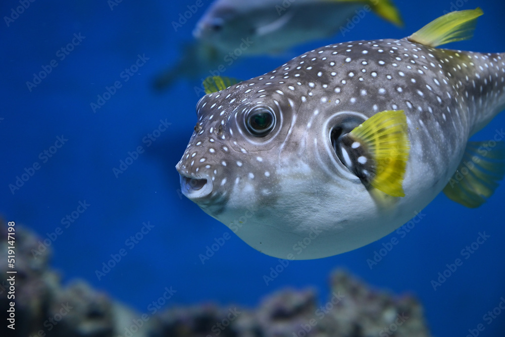 Puffer-Fish Images – Browse 60 Stock Photos, Vectors, and Video | Adobe  Stock