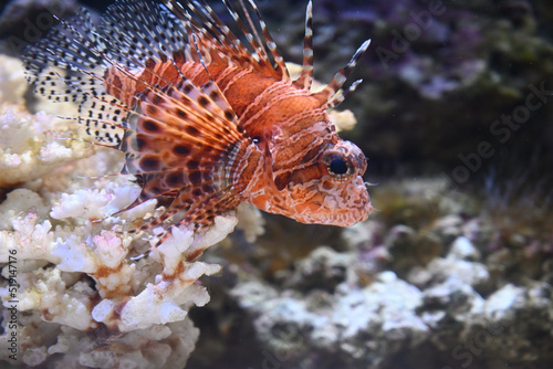 Pterois mombasae