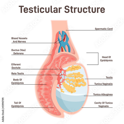 Male reproductive system. Testicular anatomy. Cross section photo