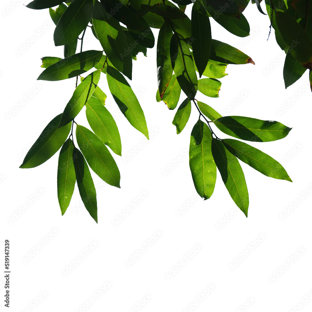 Obraz premium Green leaf isolated on white background