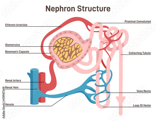 Nephron structure. Urine formation organ, functional unit of the kidney. photo