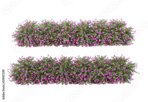 Shrubs and flowering plants on a white background