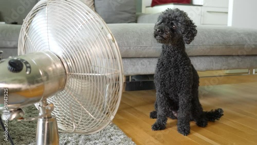 Dog sits in front of a fan on a hot summer day photo