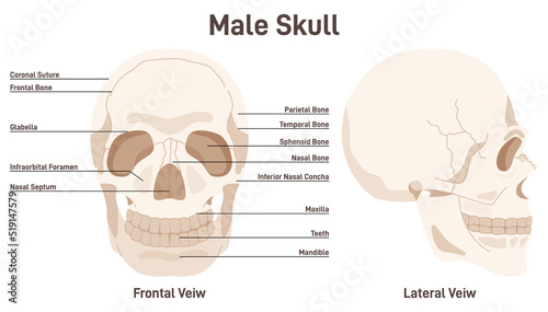 Human male skull. Leteral and frontal view of face bones. Didactic scheme