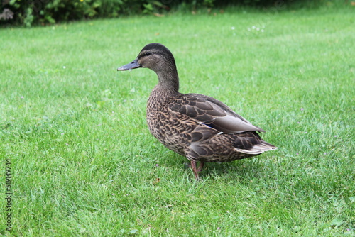 a mallard duck walks across a green meadow