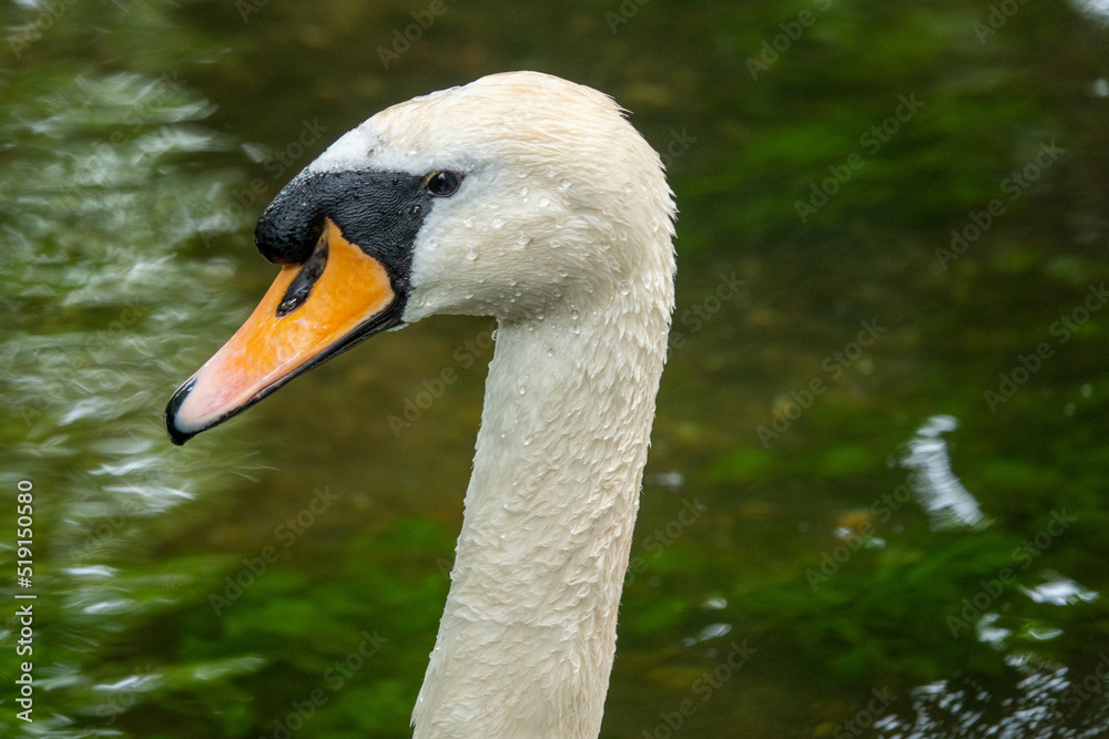 close up profile portrait of a swan with water in the background close up profile portrait of a swan with water in the background