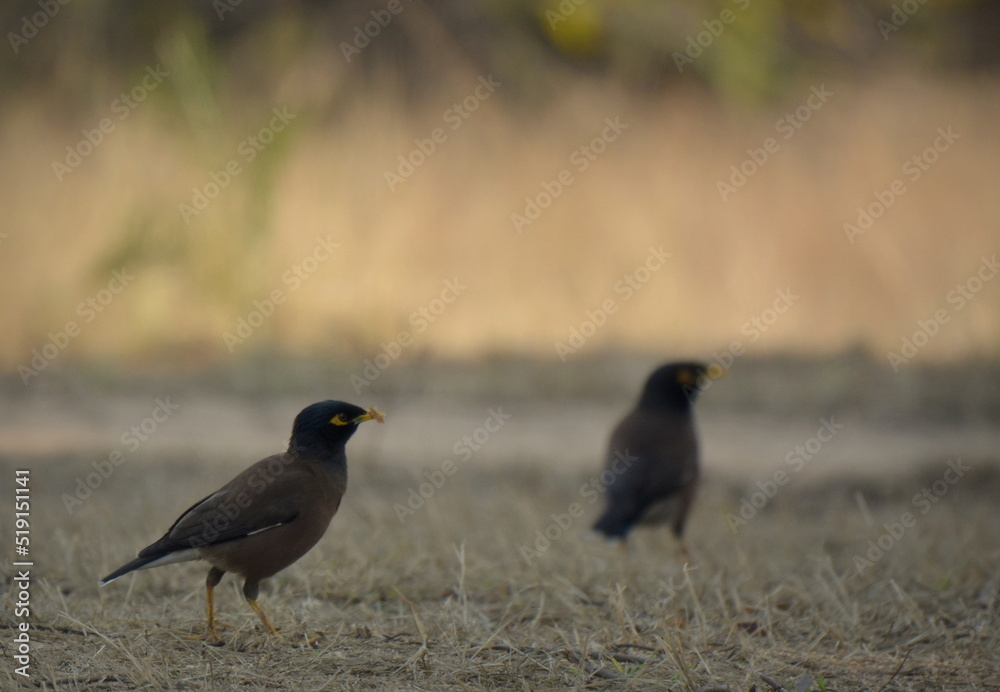 myna bird myna bird