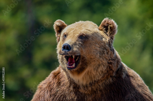 a close-up with a stuffed bear