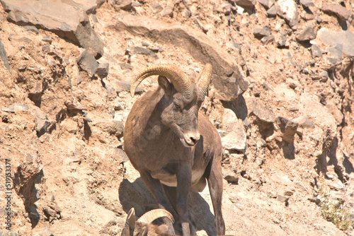 Big Horn Sheep in the San Juan Mountains in southern Colorado